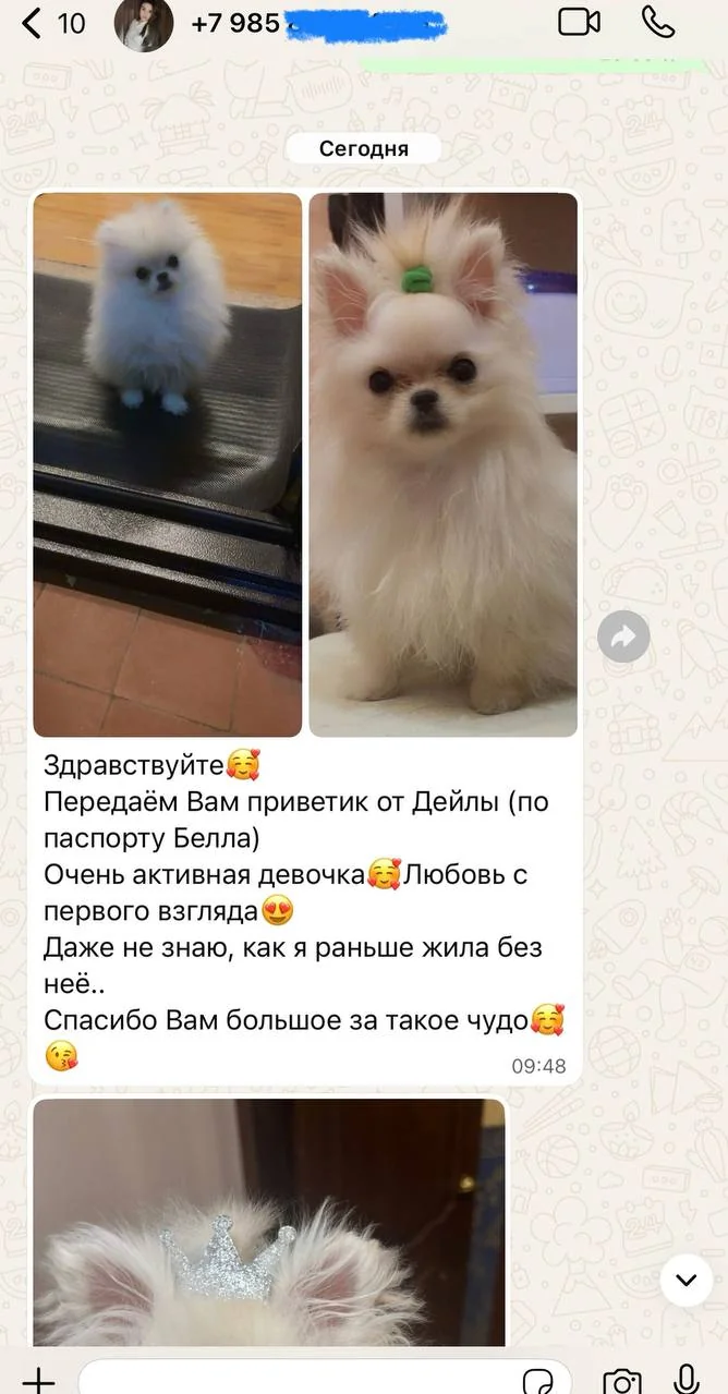 Отзыв владельца щенка